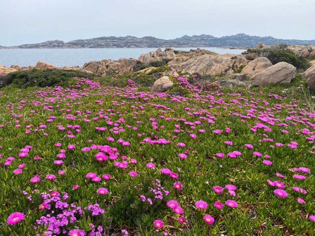 Casa Mughetto R5055 Seafront, Private Sea Access, Swimming Pool Villa La Maddalena  Bagian luar foto